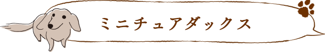 ミニチュアダックス