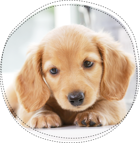 ミニチュアダックス