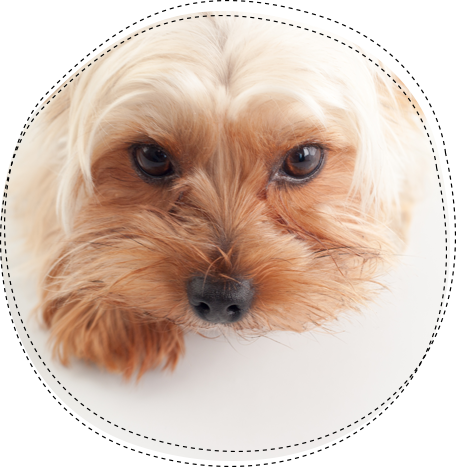 ヨークシャーテリア